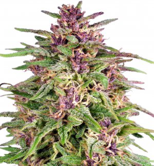 Семена Dutch Passion Seeds Frisian Dew