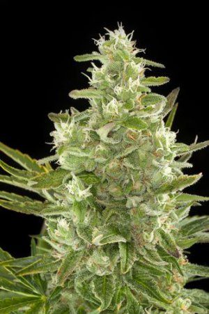 Семена Dinafem Seeds Critical Cheese (Автоцветущие феминизированные)