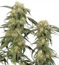 Dutch Passion Seeds Pamir Gold (Феминизированные)