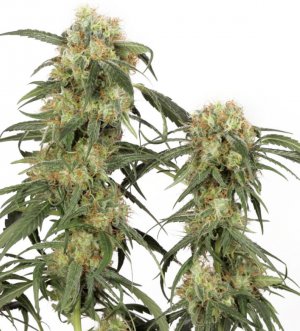 Семена Dutch Passion Seeds Pamir Gold (Феминизированные)