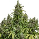 Dutch Passion Seeds AutoMazar (Автоцветущие феминизированные)