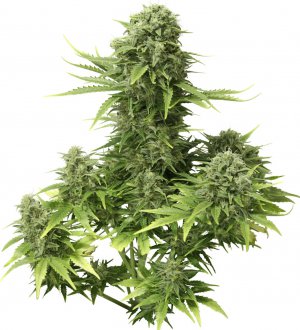 Семена Dutch Passion Seeds StarRyder (Автоцветущие феминизированные)