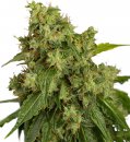 Dutch Passion Seeds AutoXtreme (Автоцветущие феминизированные)