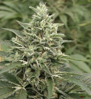 Семена Mandala Seeds Krystalica (Обычные)