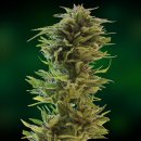 Barney's Farm Seeds Amnesia Lemon (Феминизированные)