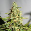 Barney's Farm Seeds Acapulco Gold (Феминизированные)