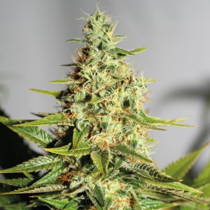 Семена Barney's Farm Seeds Acapulco Gold
