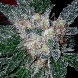 Семена Barney's Farm Seeds Violator Kush (Феминизированные)