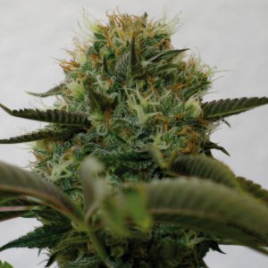 Семена Barney's Farm Seeds Top Dawg (Феминизированные)
