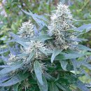 KC Brains BRASIL x K.C. <sup>®</sup> (Обычные)