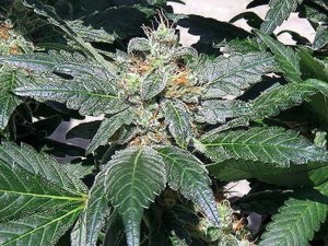 Семена Barney's Farm Seeds Red Diesel
