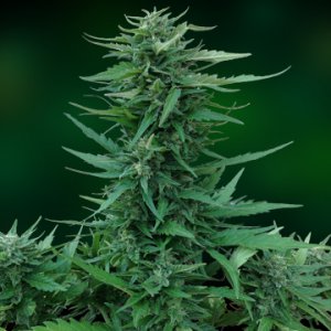 Семена Barney's Farm Seeds Sweet Tooth