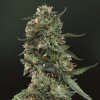 Barney's Farm Seeds LSD (Обычные)