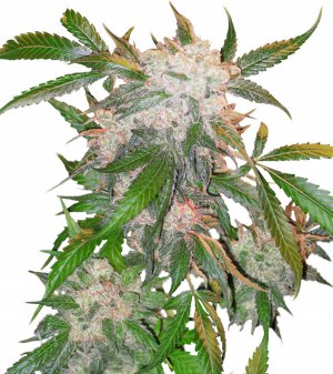Семена Dutch Passion Seeds White Widow (Феминизированные)