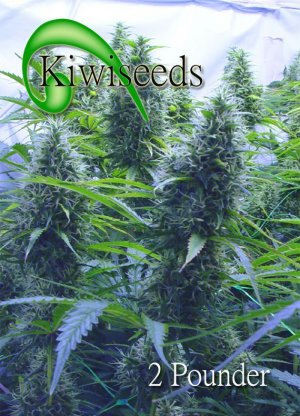 Семена Kiwi Seeds 2 Pounder