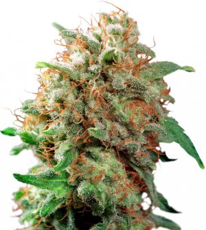 Семена Dutch Passion Seeds Mazar