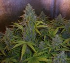 Doctor's Choice Lowryder #2 (Автоцветущие феминизированные)