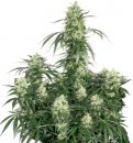 Dutch Passion Seeds The Ultimate (Феминизированные)