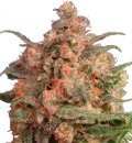 Dutch Passion Seeds Brainstorm (Феминизированные)