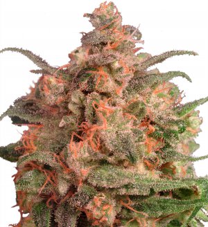 Семена Dutch Passion Seeds Brainstorm (Феминизированные)
