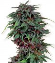 Dutch Passion Seeds Durban Poison (Обычные)