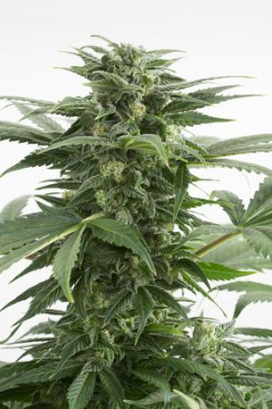 Семена Dinafem Seeds Kush-N-Cheese