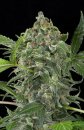 Dinafem Seeds White Cheese (Автоцветущие феминизированные)