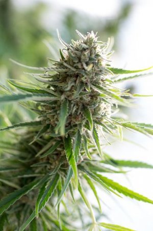 Семена Dinafem Seeds Critical Mass CBD
