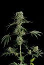 Dinafem Seeds Moby Dick #2 (Феминизированные)