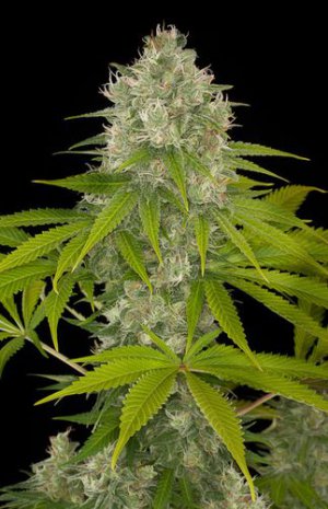 Семена Dinafem Seeds Power Kush