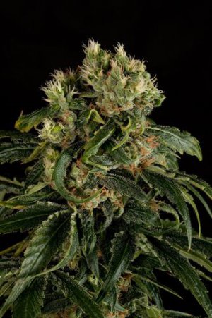 Семена Dinafem Seeds Santa Sativa (Феминизированные)