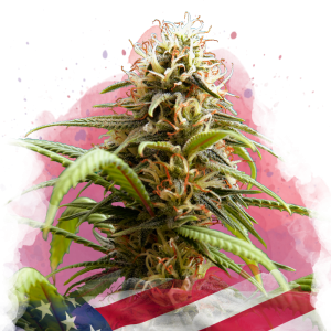 Семена Nirvana Seeds Bruce Banner 3