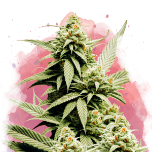 Семена Nirvana Seeds Cement Shoes