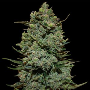 Семена Barney's Farm Seeds Cookies Kush (Феминизированные)