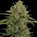 Barney's Farm Seeds Triple Cheese (Феминизированные)