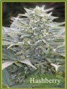 Mandala Seeds Hashberry (Обычные)