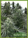 Safari Mix (Обычные)