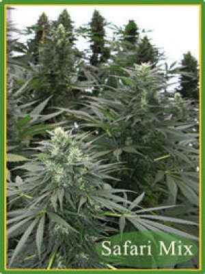 Семена Mandala Seeds Safari Mix (Обычные)