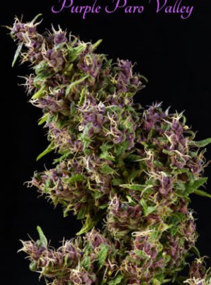 Семена Mandala Seeds Purple Paro Valley (Феминизированные)