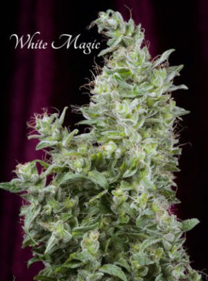 Семена Mandala Seeds White Magic (Феминизированные)