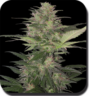 Семена Buddha Seeds Red Dwarf (Автоцветущие феминизированные)