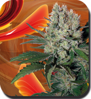 Семена Buddha Seeds Syrup (Автоцветущие феминизированные)