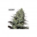 Buddha Seeds Morpheus (Феминизированные)