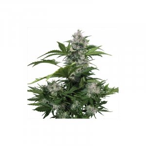 Семена Buddha Seeds White Dwarf (Автоцветущие феминизированные)