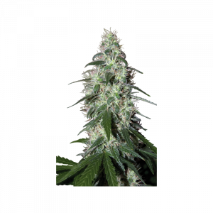 Семена Buddha Seeds Pulsar (Феминизированные)