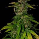 KC Brains Double D <sup>®</sup> (Обычные)