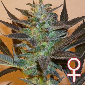 Семена KC Brains K.C. 48 <sup>®</sup>