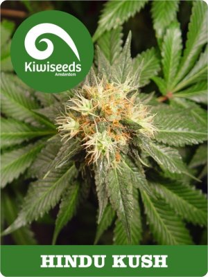 Семена Kiwi Seeds Hindu Kush (Феминизированные)