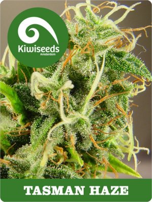 Семена Kiwi Seeds Tasman Haze (Обычные)