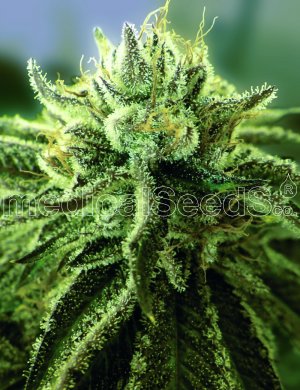 Семена Medical Seeds Canadian Kush 2.0 (Феминизированные)